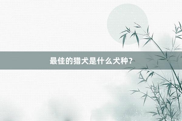最佳的猎犬是什么犬种？